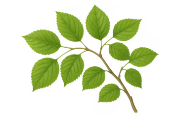Green leaf branch with fresh vibrant foliage symbolizing growth, nature, and environmental health, isolated on transparent background