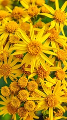 A close-up view of bright yellow cluster blossoms in full bloom