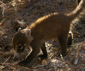 Coatimundi