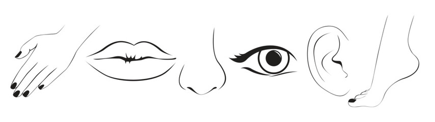 body parts illustration