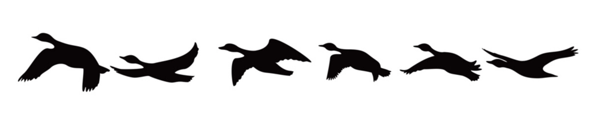 canada goose silhouette design wild duck flying in group © Ayzak