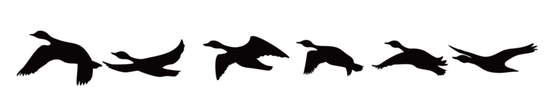 canada goose silhouette design wild duck flying in group
