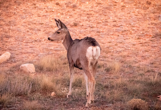 Profile of a wild mule deer standing in a rocky Wyoming field at twilight