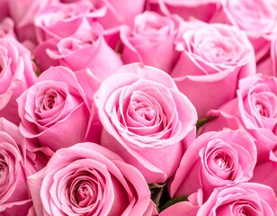 A close-up view of many blooming, pastel pink, roses