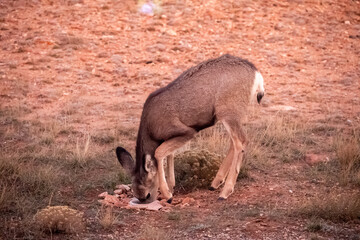 Deer drinking water in a Wyoming prairie