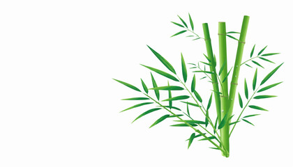 Fototapeta premium fresh rosemary on white background