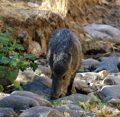 Javalina