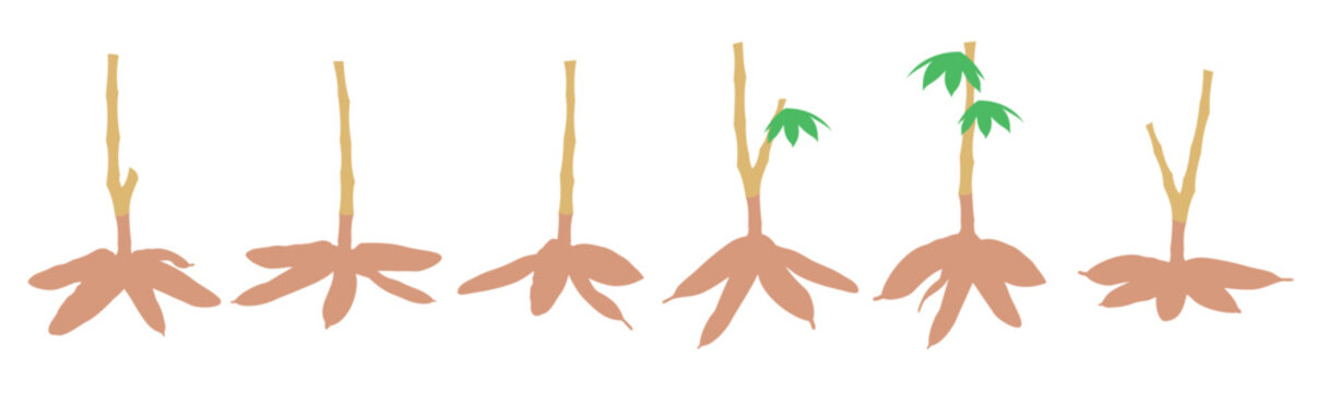 cassava tree vector illustration