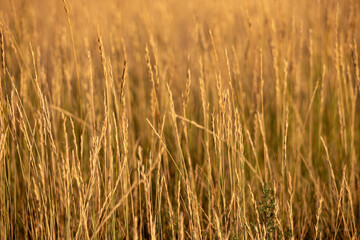 Golden wheat field in a Wyoming summer