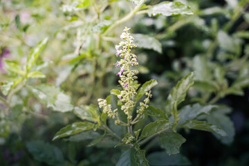 small, delicate white and purple flowers of the Holy Basil plant (Ocimum tenuiflorum), a common and sacred herb in Southeast Asia. The central flower spike rises above the broad, dark green leaves, ca