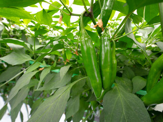 トウガラシのハウス栽培