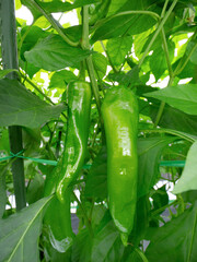 トウガラシのハウス栽培