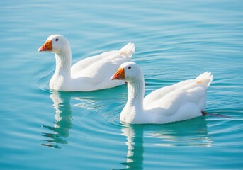Obraz premium A pair of pristine white domestic geese with orange beaks swimming calmly in clear blue water