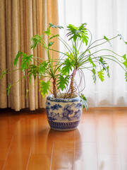 くつろぎのリビングルームのお気に入りのグリーン