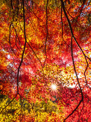 神戸六甲山の秋　登山道の木々が色づく