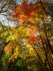 神戸六甲山の秋　登山道の木々が色づく