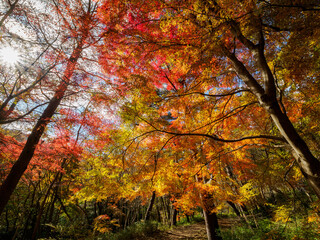 紅葉が広がる六甲の登山道、シェール道
