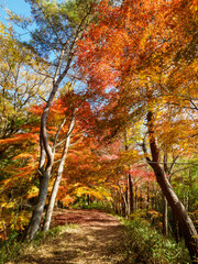 紅葉が広がる六甲の登山道、シェール道