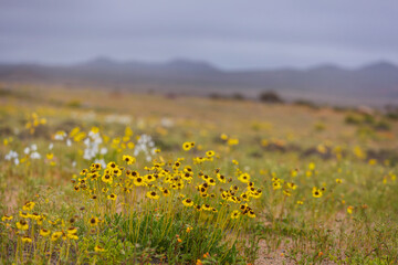 Flowering desert