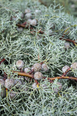 Closeup of blue gray green Arizona Cypress boughs with berries for sale in a plant nursery market, fragrant Christmas holiday decoration with berries
