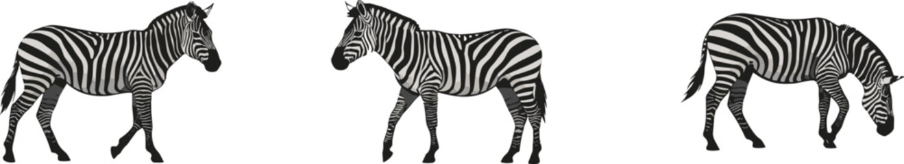 Zebra side view silhouette, wild African animal, black and white stripes, walking and grazing, nature wildlife, safari, exotic mammals, isolated white background