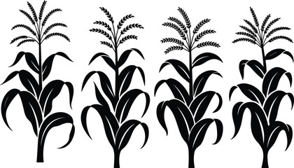 Black and white silhouette illustration of corn stalks with tassels and leaves, perfect for agricultural, botanical, and farming design themes. © Saila