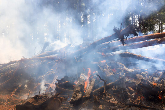 Flames smoke emerge from wood pile in forest as part of controlled burn for land management.
