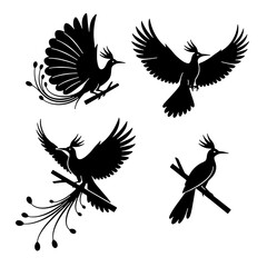Obraz premium Exotic Bird of Paradise Cendrawasih silhouette vector set for tropical nature design.