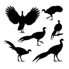 Great Argus Pheasant silhouette set displaying long tail feathers vector illustration.