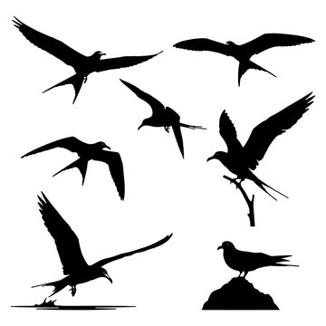 Frigatebird silhouette soaring vector set, seabird with wide wingspan illustration.
