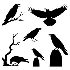 Black Crow and Raven silhouette vector set, halloween and mystery bird illustration.
