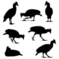 Maleo bird silhouette vector set, endemic Sulawesi ground bird illustration.