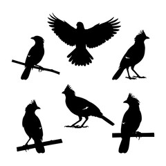 Bali Starling silhouette vector set, rare exotic Indonesian bird illustration.