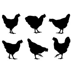 Hen chicken silhouette vector set, farm poultry animal illustration.