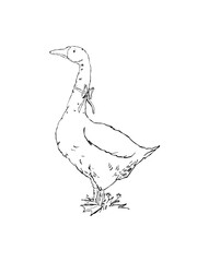 Outline illustration of a standing goose with a bow around its neck, drawn in ink style with floral detail beneath the feet