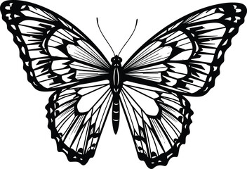 Detailed black and white butterfly illustration, symmetrical wings pattern, vector insect drawing, decorative nature design, isolated butterfly art graphic