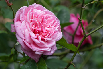 Large Pink Garden Rose Bloom with Raindrops and Green Vines