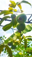 Green Guava Fruits Growing on Tree in Natural Sunlight