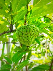 Green Sugar Apple (Soursop/Sweet Sop) Hanging on Tree in Natural Garden
