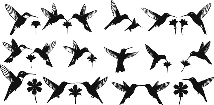Hummingbird silhouette vector set, black bird and flower icons, flying and feeding poses, nature graphics for wildlife, floral, and design themes