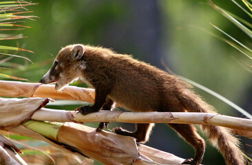 Coatimundi 