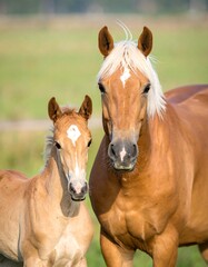Obraz premium Close-up of two horses, a mare and foal, standing side-by-side in a field, facing the camera. Both have light manes and blaze