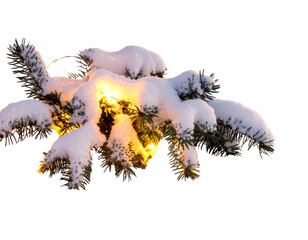  Holiday Lights on Snowy Branch