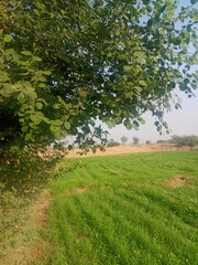 Tropical Palm Tree Close-Up in Bright Sunlight – Fresh Green Nature Texture for Backgrounds and Botanical Themes