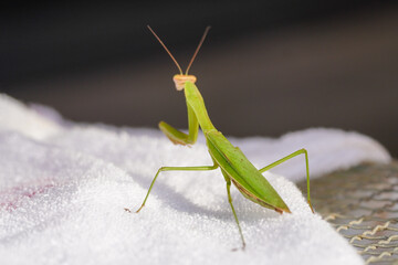 lose-Up of a Praying Mantis