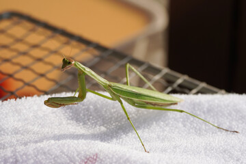 lose-Up of a Praying Mantis
