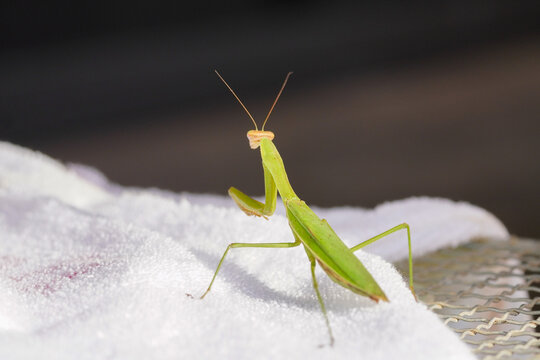 lose-Up of a Praying Mantis - Powered by Adobe