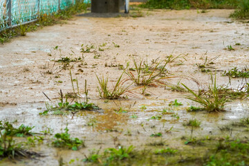 Muddy Ground After Rain with Emerging Grass