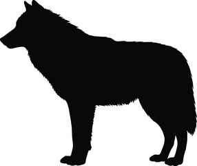 Wild wolf silhouette standing pose, realistic wolf outline, wildlife vector art, forest animal shape, nature illustration, wilderness predator design