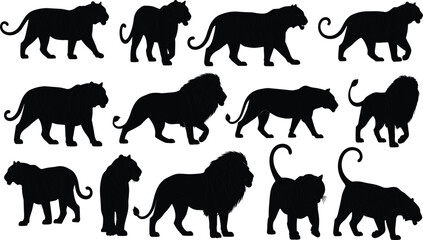 Collection of vector black silhouettes of tigers and lions, wild big cats walking and standing, isolated design elements for nature illustrations.